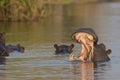 Pod of hippos