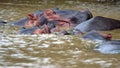 Pod of hippos in the estuary