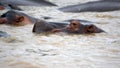 Pod of hippos in the estuary