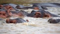 Pod of hippos in the estuary