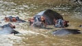 Pod of hippos in the estuary