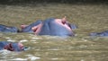 Pod of hippos in the estuary