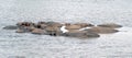 A pod of Hippos in a river