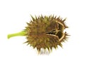 Pod of Jimson Weed, Datura stramonium Royalty Free Stock Photo