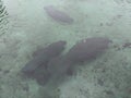 A pod of manatees in a Florida spring