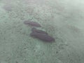 A pod of manatees in a Florida spring