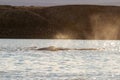 Pod of narwhal in Croker Bay, Nunavut, Canada