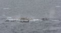 Pod of Orca hunting for Crabeater Seals on an ice floe, Antarctic Peninsula Royalty Free Stock Photo