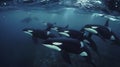 Pod of Orcas Swimming Gracefully Underwater Royalty Free Stock Photo