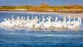 Pod of pelicans Royalty Free Stock Photo