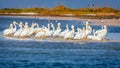 Pod of pelicans Royalty Free Stock Photo