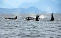 Pod of 5 Resident Orca`s of the coast near Sechelt, BC