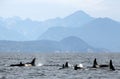 Pod of 9 Resident Orcas of the coast near Sechelt, BC