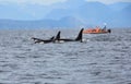 Pod of Resident Orcas of the coast near Sechelt, BC Royalty Free Stock Photo