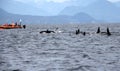 Pod of Resident Orcas of the coast near Sechelt, BC Royalty Free Stock Photo