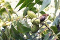 Pod of ripe pecan nuts on branch of tree. One shell has opened and we can see the nut itself