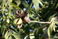 Pod of ripe pecan nuts on branch of tree