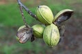 Pod of ripe pecan nuts on branch of tree. Some shells are open. Close-up