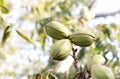 Pod of ripe pecan nuts in green shell on branch of tree