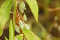 Pod seed of Rose Balsam.