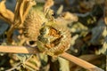 Pod and seeds of Jimson Weed or Datura stramonium Royalty Free Stock Photo