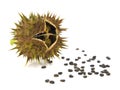 Pod and seeds of Jimson Weed, Datura stramonium Royalty Free Stock Photo