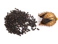 Pod and seeds of Jimson Weed, Datura stramonium Royalty Free Stock Photo