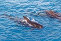 Pod of Short finned pilot whale off coast of Tenerife, Spain