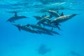 pod of Spinner dolphins (Stenella longirorstris) swimming over sand in Sataya reef, Egypt, Red Sea Royalty Free Stock Photo