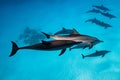 pod of Spinner dolphins (Stenella longirorstris) swimming over sand in Sataya reef, Egypt, Red Sea Royalty Free Stock Photo