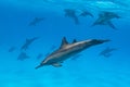 pod of Spinner dolphins (Stenella longirorstris) swimming over sand in Sataya reef, Egypt, Red Sea Royalty Free Stock Photo