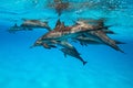 pod of Spinner dolphins (Stenella longirorstris) swimming over sand in Sataya reef, Egypt, Red Sea Royalty Free Stock Photo