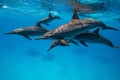 pod of Spinner dolphins (Stenella longirorstris) swimming over sand in Sataya reef, Egypt, Red Sea Royalty Free Stock Photo