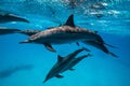 pod of Spinner dolphins (Stenella longirorstris) swimming over sand in Sataya reef, Egypt, Red Sea Royalty Free Stock Photo