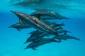 pod of Spinner dolphins (Stenella longirorstris) swimming over sand in Sataya reef, Egypt, Red Sea Royalty Free Stock Photo