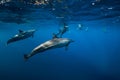 Pod of Spinner dolphins underwater in blue sea with sun light Royalty Free Stock Photo