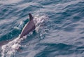 Pod of striped dolphins Azores Royalty Free Stock Photo