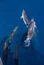 Pod of Striped Dolphins