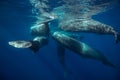 Pod of whales traveling underwater near water surface on blue aq Royalty Free Stock Photo