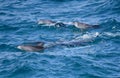 A pod of wild dolphins swimming and feeding together off a tropical island paradise in Queensland, Australia Royalty Free Stock Photo