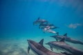 Pod of wild dolphins underwater