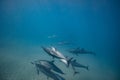 Pod of wild dolphins underwater Royalty Free Stock Photo