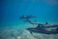 Pod of wild dolphins underwater Royalty Free Stock Photo