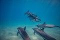 Pod of wild dolphins underwater Royalty Free Stock Photo