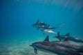 Pod of wild dolphins underwater