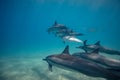 Pod of wild dolphins underwater Royalty Free Stock Photo