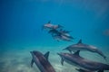 Pod of wild dolphins underwater Royalty Free Stock Photo