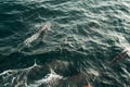 Pod wild spinner dolphin swimming in indian ocean. Wildlife nature background. Space for text. Adventure eco tourism. Travel tour. Royalty Free Stock Photo