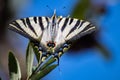Podalirio Butterfly Royalty Free Stock Photo
