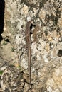 Podarcis hispanicus, Iberian wall lizard